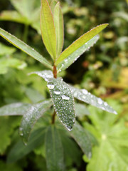Pflanze nach dem Regen, Wassertropfen, Plant after the rain, water drops