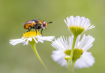 Mucha-tsokotukha.The shaggy little fly sits on a white flower.