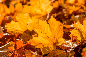 Naklejka na ściany i meble Colorful autumn maple leaves