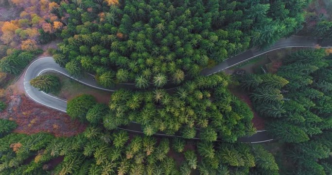 Overhead aerial top view over car travelling on hairpin bend turn road in countryside autumn forest.Fall orange,green,yellow pine tree woods.Fog Street path establisher.4k drone flight straight-down