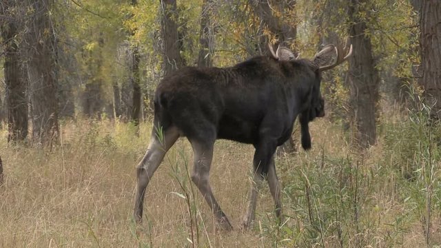 Bull Shiras Moose Rutting