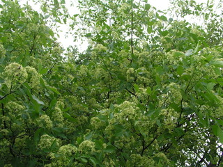 Ptelea trifoliata, ordinary hoppy, smelly ash or waffle ash ligh