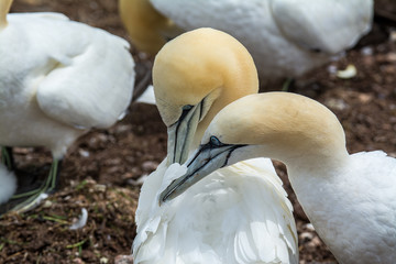 Obraz premium Northern Gannets