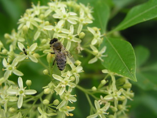 Ptelea trifoliata, ordinary hoppy, smelly ash or waffle ash ligh