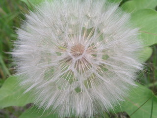 Fototapeta premium Tragopogon, goatsbeard or salsify is like a huge dandelion flowe