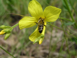 Linum maritimum yellow flowers growing in Europe. Honey and medi