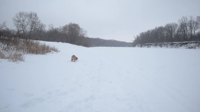 Playful dog runs through snow on frosty day in forest.