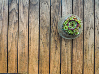 Fototapeta na wymiar Overhead of a small concrete pot with succulent sempervivum on a wooden table
