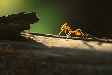 macro ant