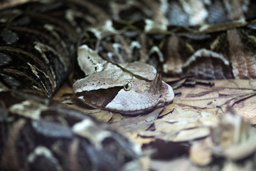 Gabon viper in Zagreb ZOO