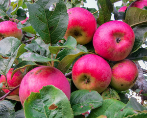 Juicy bunches of apples on the branches of an apple tree in the garden.