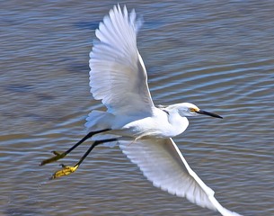 Winged Beauty