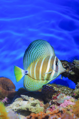 Naklejka na ściany i meble Beautiful aquarium fish
