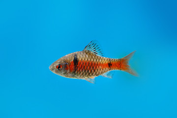 Beautiful aquarium fish