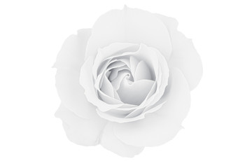 Black and white rose isolated on white