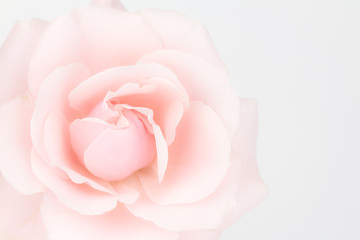 Close up of muted pink rose with copy space