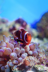 Fototapeta na wymiar Beautiful aquarium fish