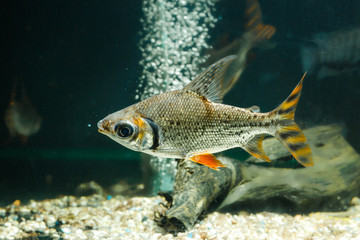 Fototapeta premium Beautiful aquarium fish