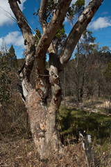 Fototapeta na wymiar Baum in Girraween NP in New South Wales in Australien