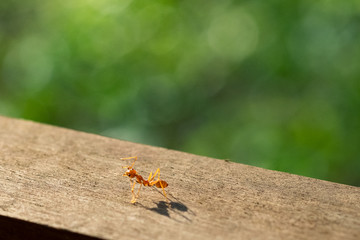 macro ant