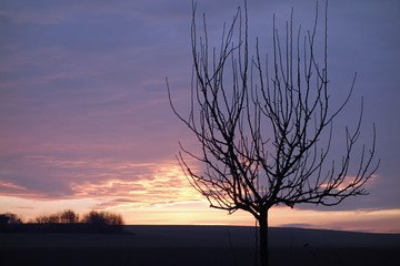 abendstimmung in rheinhessen