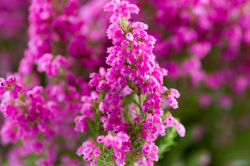 Plant erica gracilis.