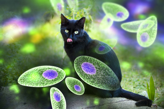 Toxoplasma gondii awareness conceptual image. 3D illustration showing Toxoplasma gondii tachyzoites and the cat which is the definitive host of parasites