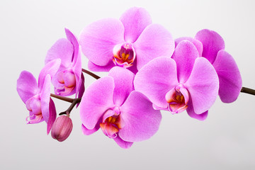 Pink orchid isolated on white background. Closeup.
