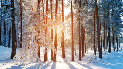 Pine trees covered with snow on frosty evening. Beautiful winter panorama