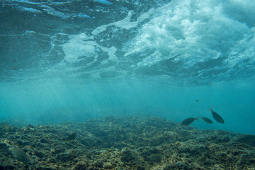 Underwater photo in the mediterenian