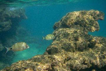 Underwater photo in the mediterenian