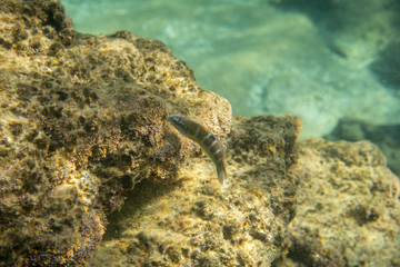 Underwater photo in the mediterenian