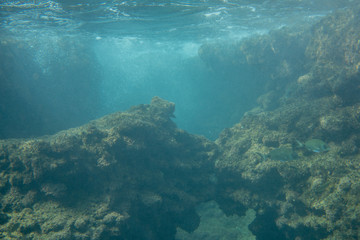 Fototapeta na wymiar Underwater photo in the mediterenian