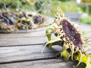 Harvested sunflower drying on a wooden table outdoors