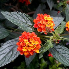 Lantana flower