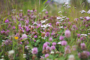 Field flowers