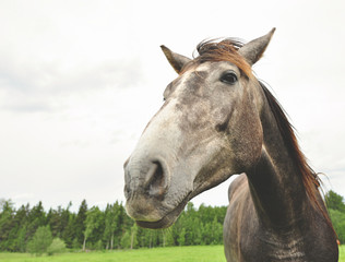 Grey and brown horse portrait.