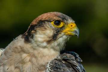 Majestic Falcon