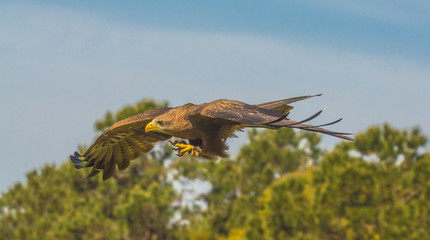 Majestic Raptor