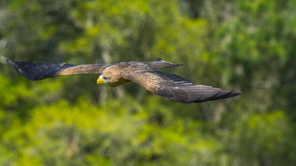 Majestic Raptor