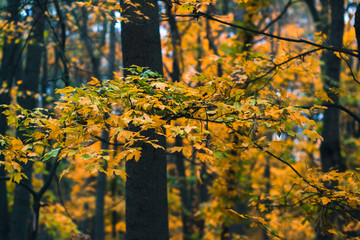 Autumn day landscape. Autumn forest after rain.