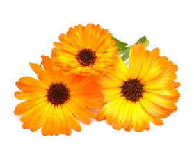 Flowers of calendula officinalis bouquet with leaves isolated on white background. Marigolds, medicinal plants. Golden petals