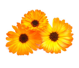 Flowers of calendula officinalis bouquet with leaves isolated on white background. Marigolds, medicinal plants. Golden petals