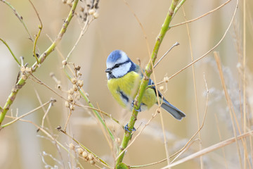 Blue tit sits on branch in the natural habitat. Isolated on the blurred beige background.