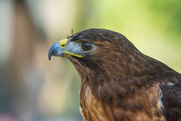 Majestic Raptor