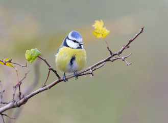 The blue tit sits on a branch between the green and yellow leaves on a blurred  background