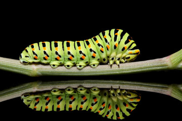 Caterpillar butterfly mahaon close-up on a black background