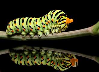 Caterpillar butterfly mahaon close-up on a black background