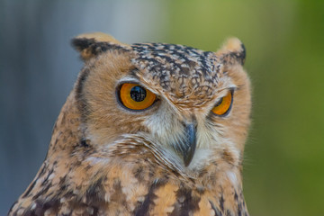 Majestic Raptor