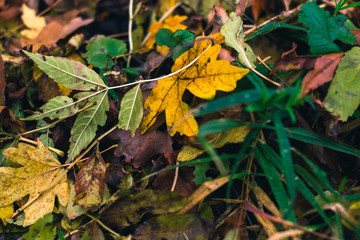 Autumn background. Dry leaves on the ground with a blurred background.